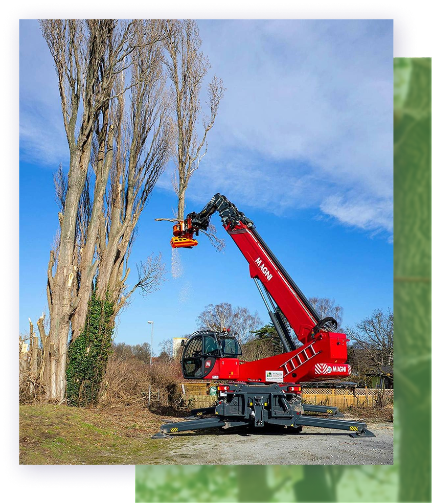 Red tree-cutting machine trimming tall trees in an outdoor setting with a blue sky.
