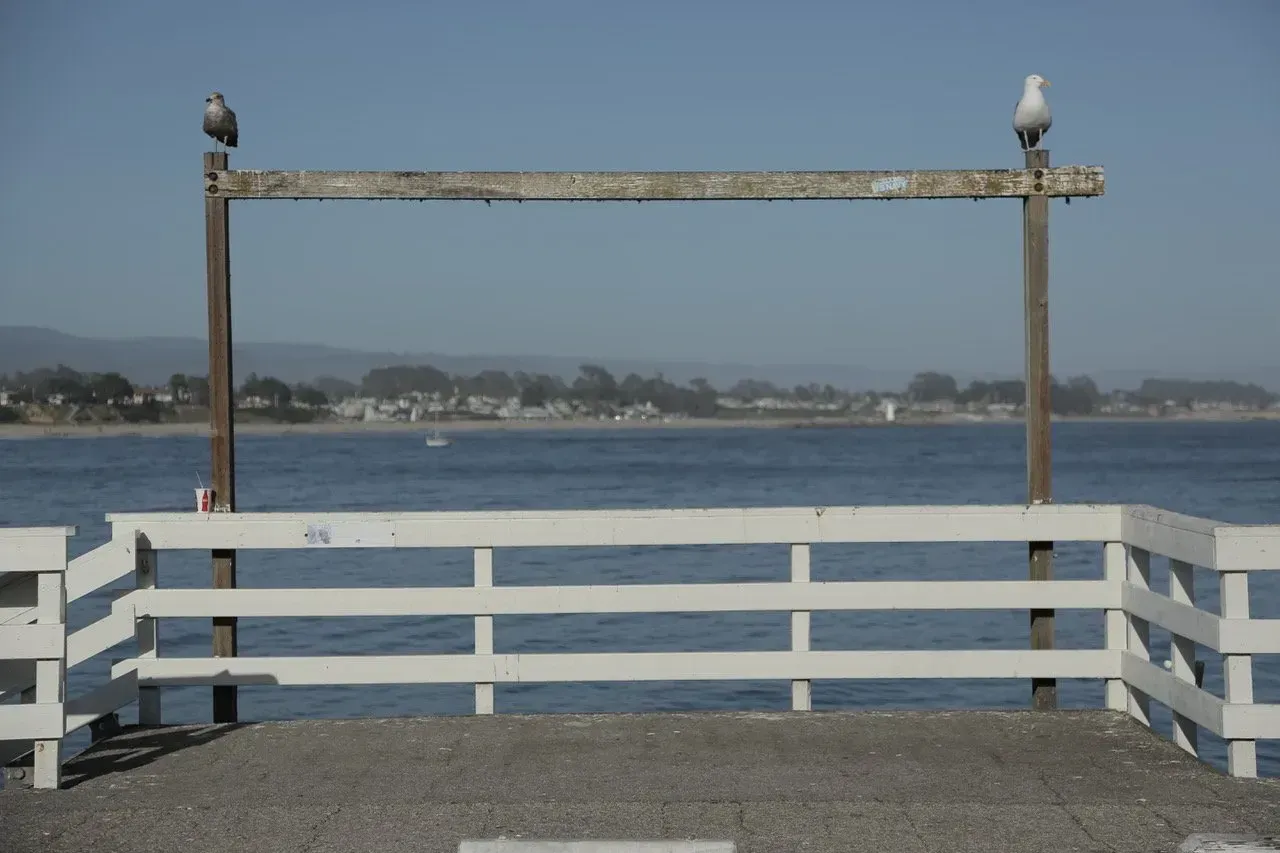 Uma gaivota pousa no topo de uma cerca de madeira com vista para um corpo d'água