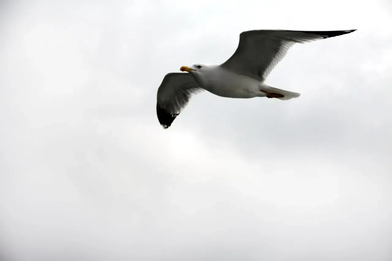 Uma gaivota está voando através de um céu nublado