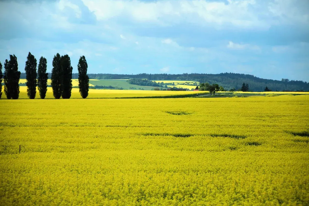 Um campo de flores amarelas com árvores ao fundo