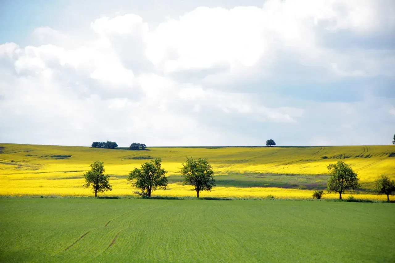 Um campo de flores amarelas com árvores em primeiro plano
