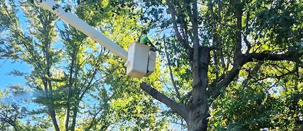 A man in a bucket is cutting a tree.