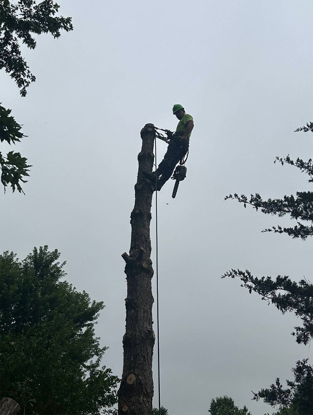 A man is climbing a tree with a chainsaw.