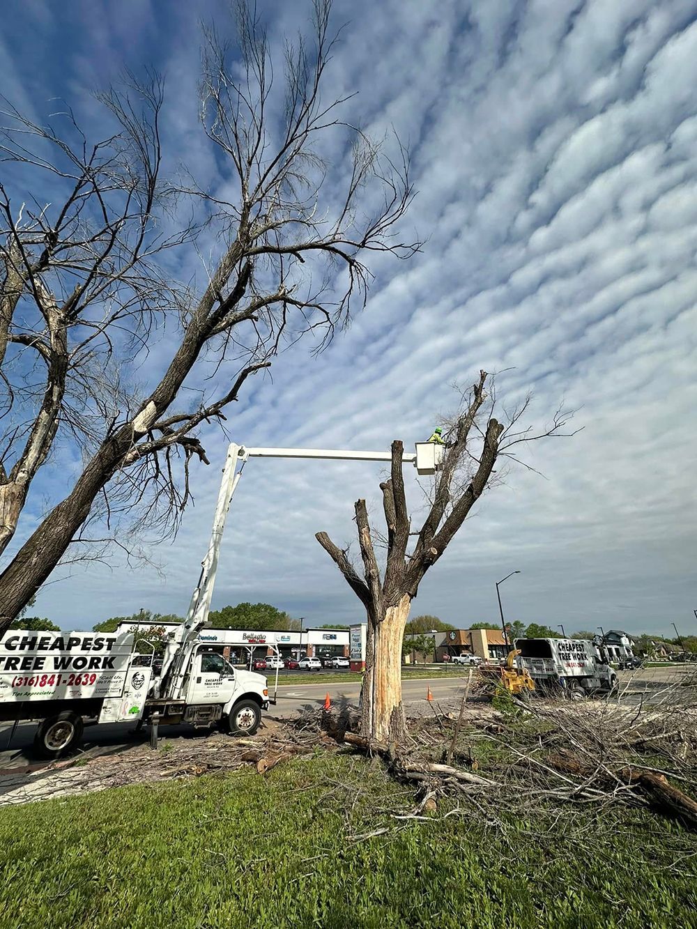 A crane is cutting a tree in a parking lot.