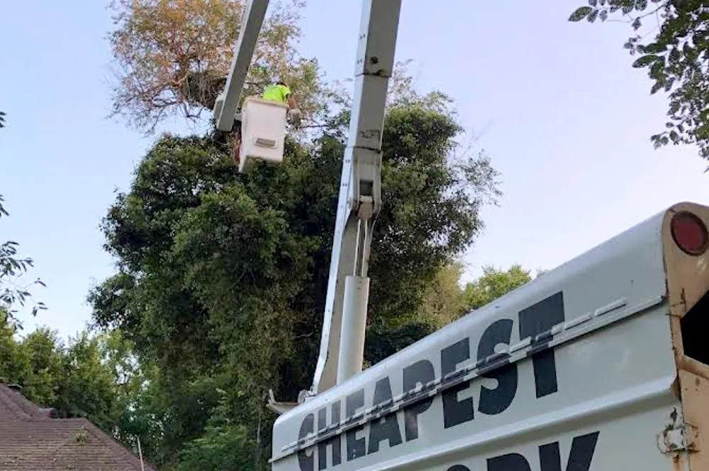 Large tree beside a utility pole and a truck with a white sign in a leafy outdoor area