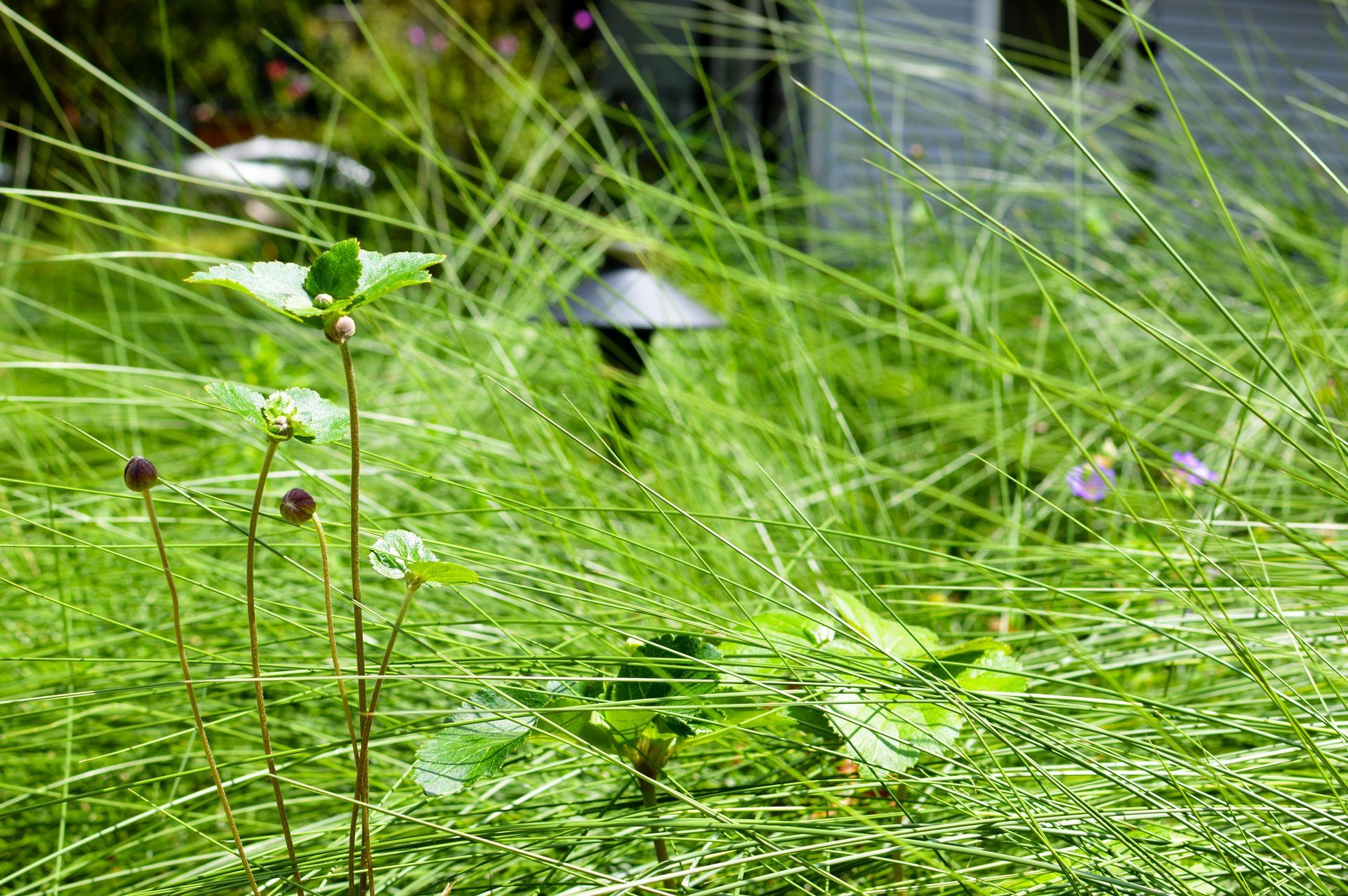 An after picture of a home in Charlotte, NC with a finished origami landscape installation by Haven Landscape Design.