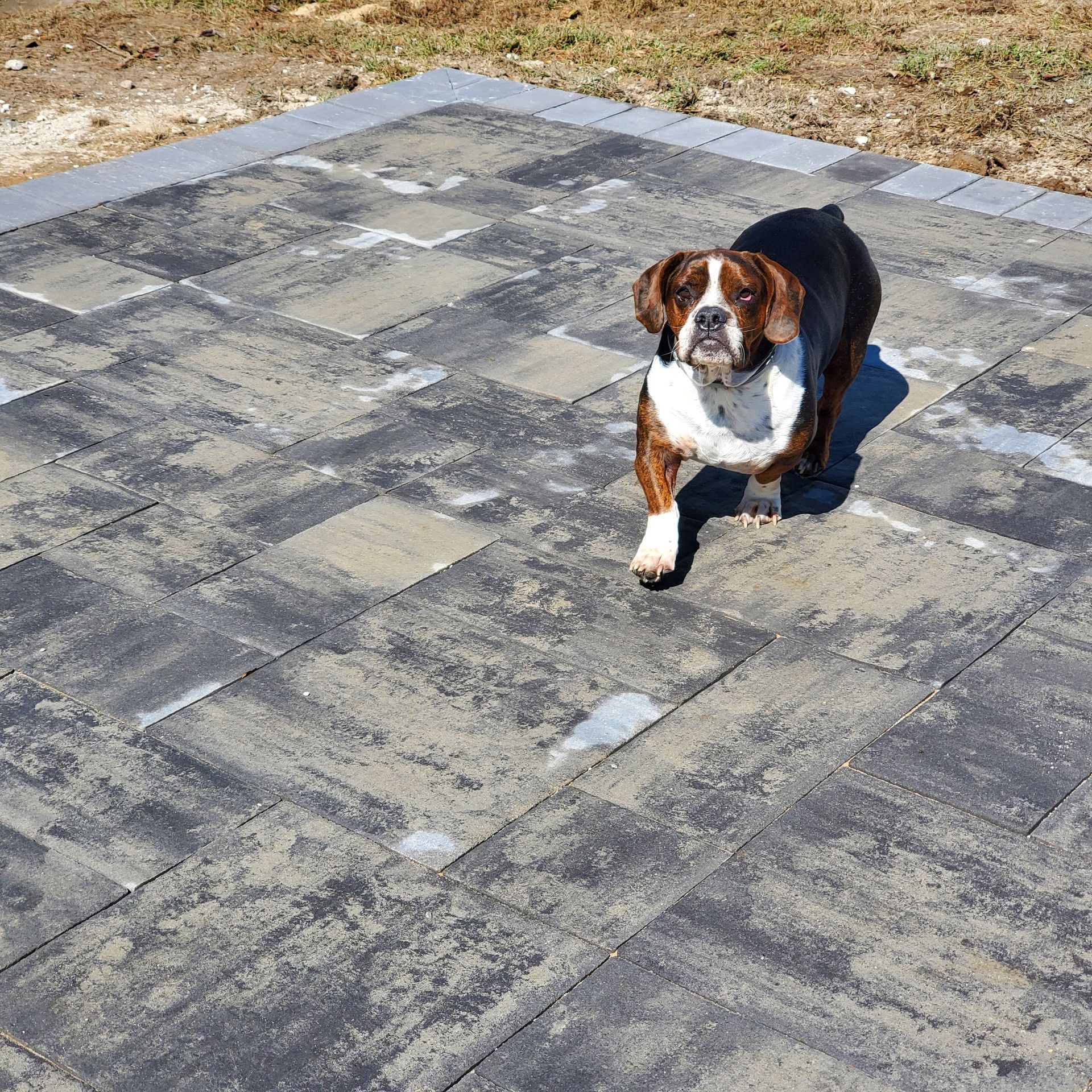 A brown and white dog is standing on a patio
