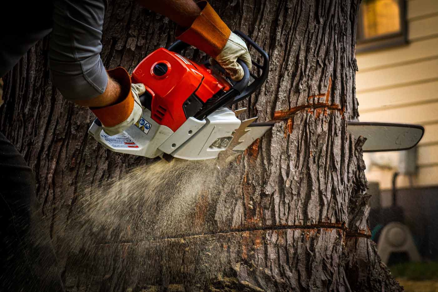 A person is cutting a tree with a chainsaw.