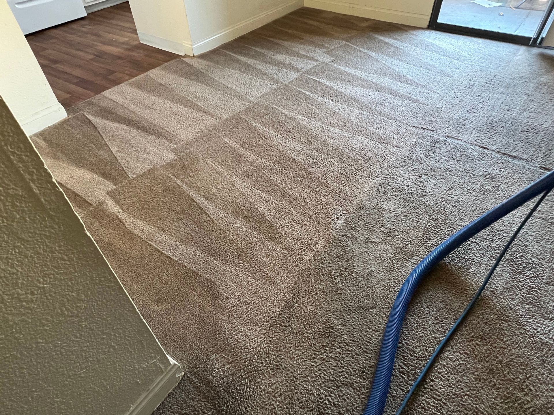 Carpet being cleaned; showing vacuum lines; interior shot.