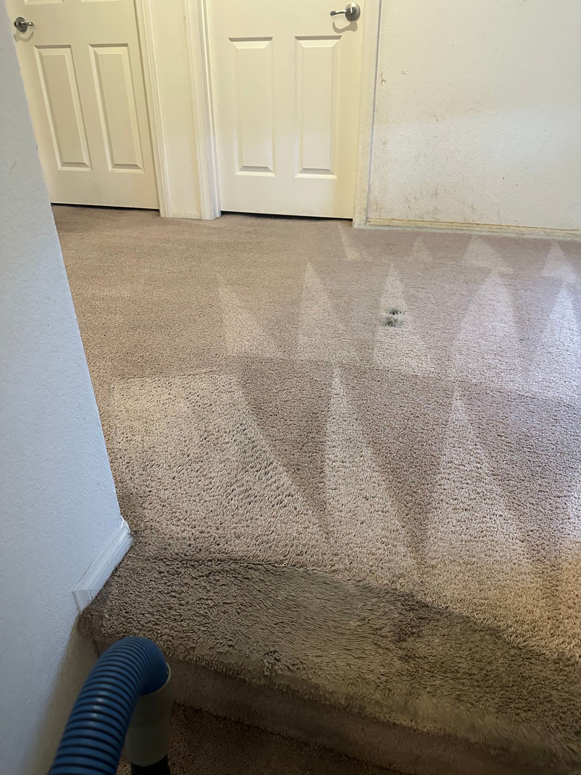 Carpet being cleaned with a blue hose; dirty carpet being cleaned in a hallway near doors.