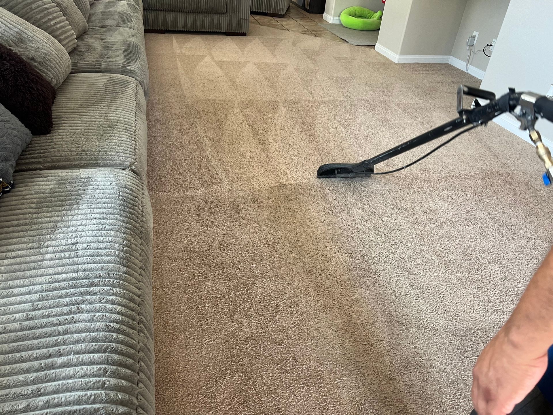 Carpet cleaning in progress near a couch. Brown carpet being cleaned with a machine.
