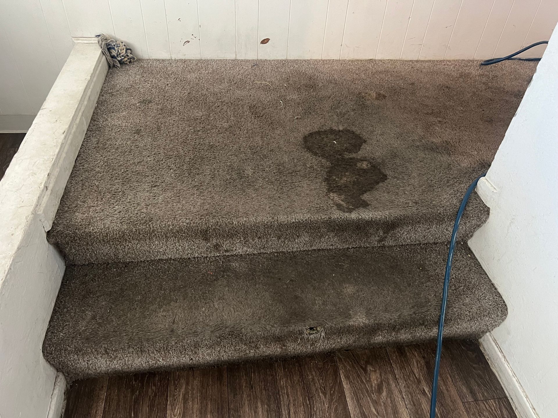 Carpeted staircase with dark stains; white walls and wood-look flooring.