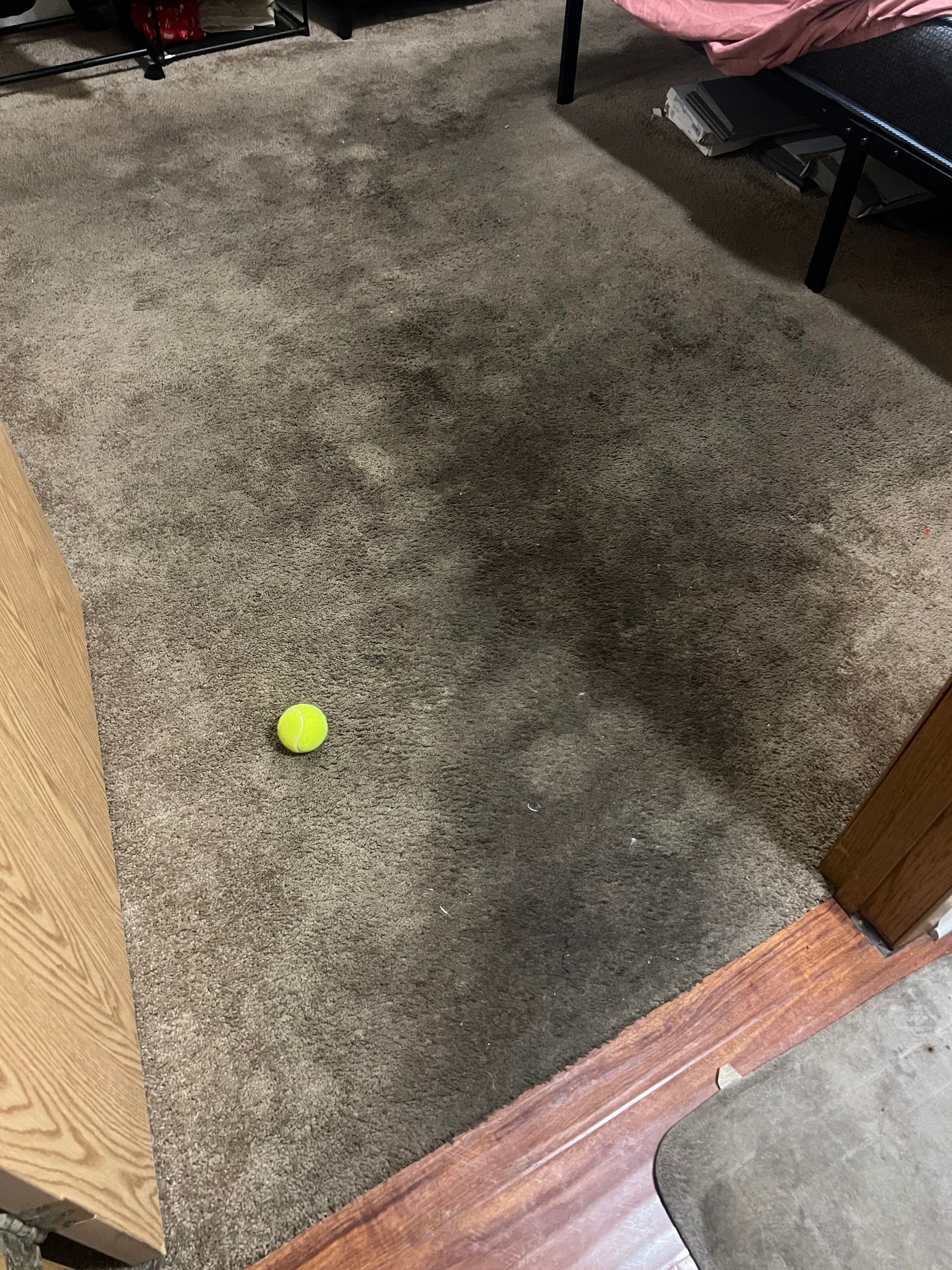 Tennis ball on worn, stained beige carpet; room corner with wood trim.