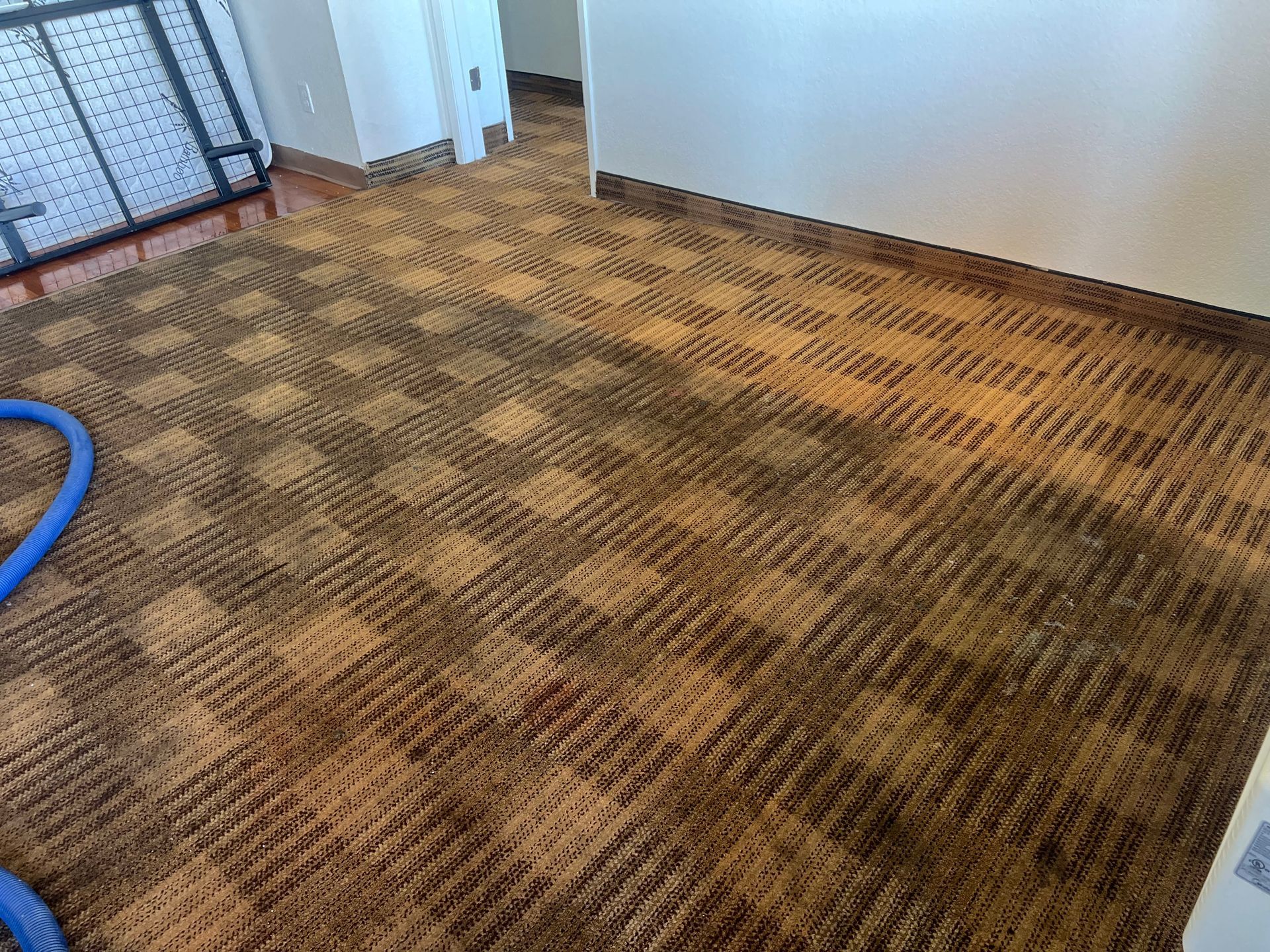 Brown checkered carpet with a blue cleaning hose nearby, and white walls.