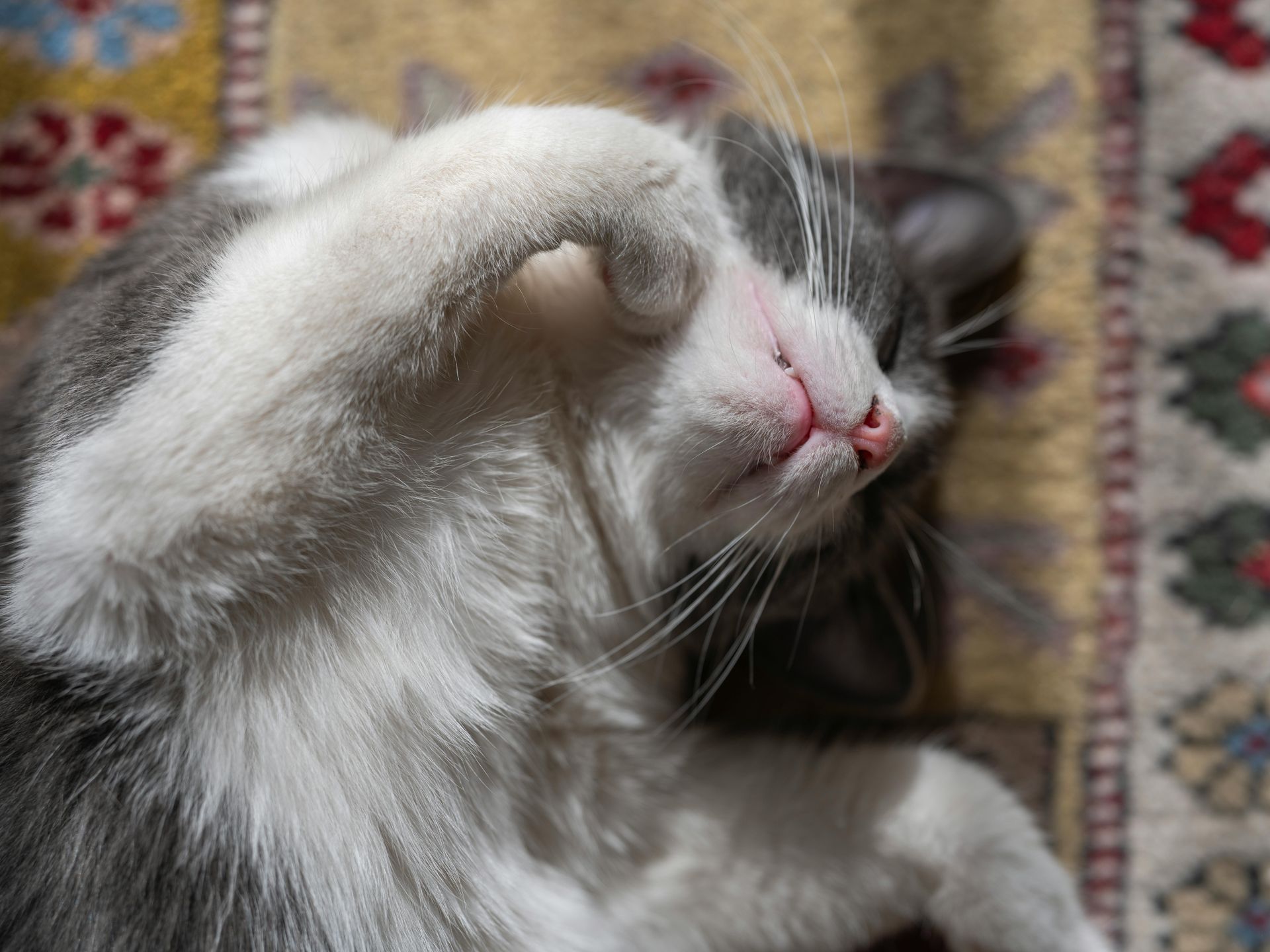 Gray and white cat lying on back, paw over face, pink nose, on colorful rug.