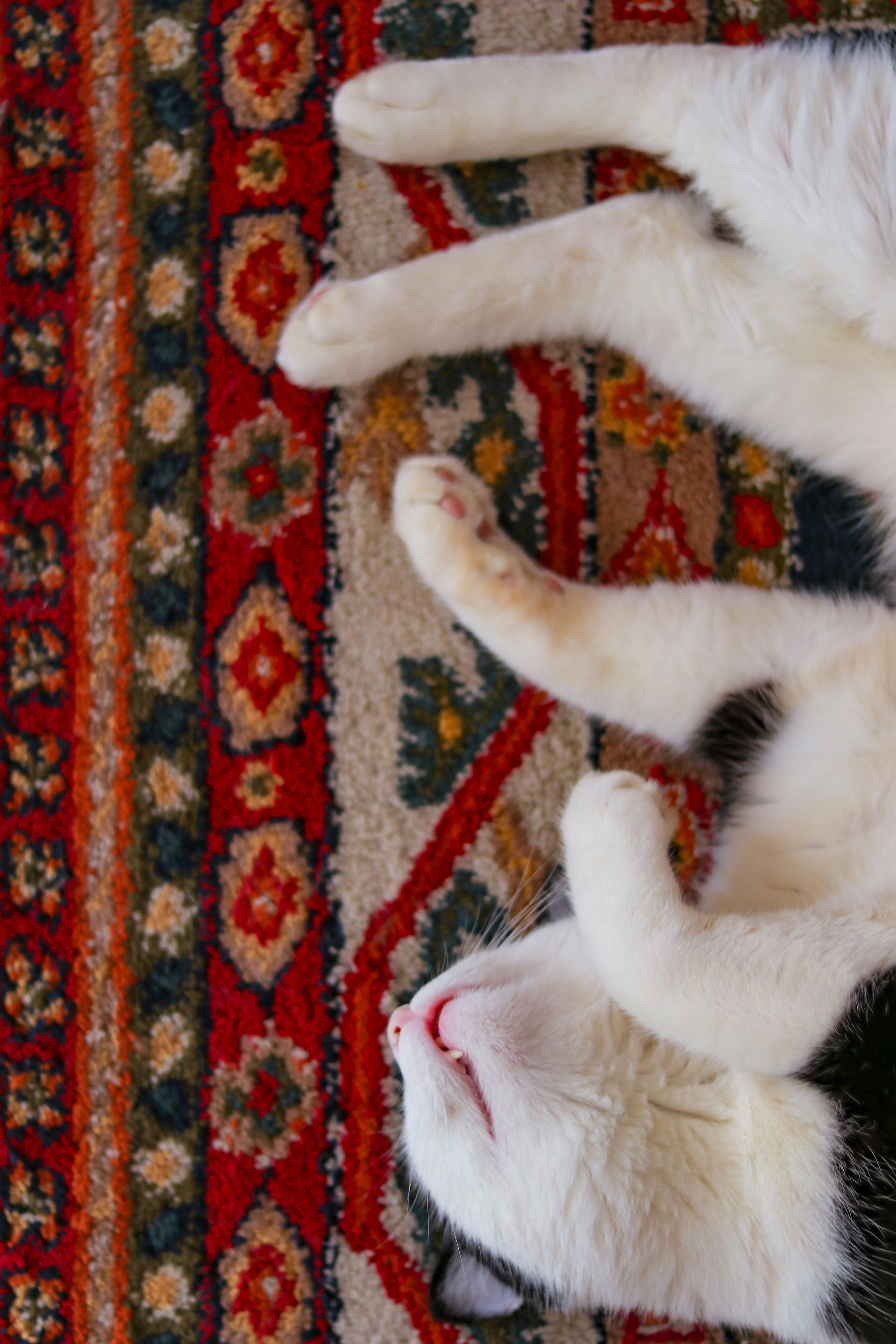Cat lying on patterned rug, paws up, head tilted back, white fur with black markings.