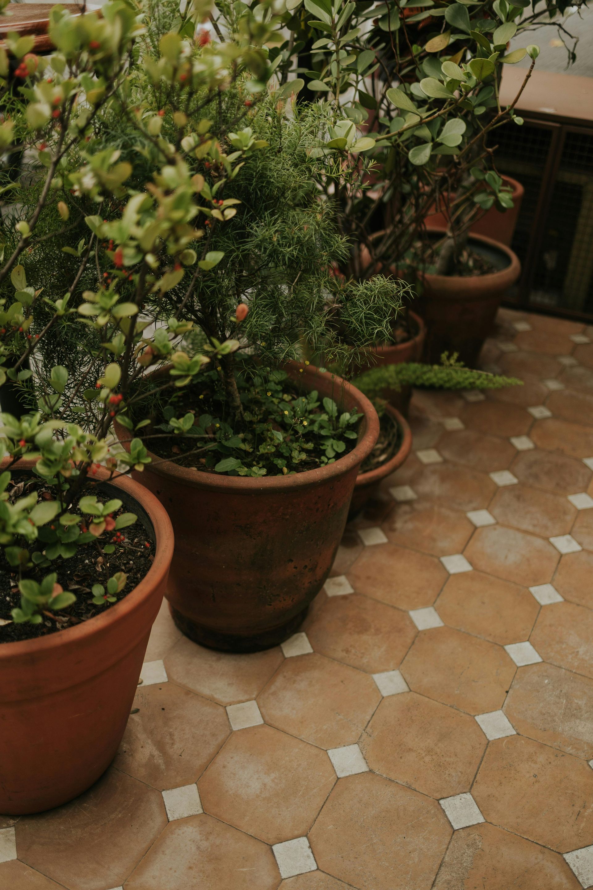 Terracotta pots with various green plants on a tiled outdoor surface.