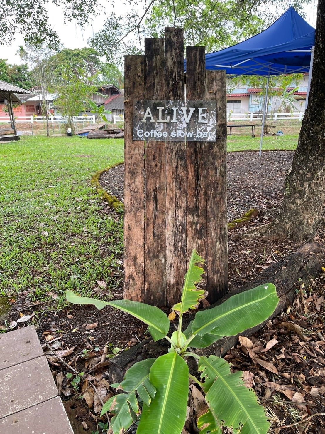 A sign that says `` alive '' is sitting next to a plant in a park.