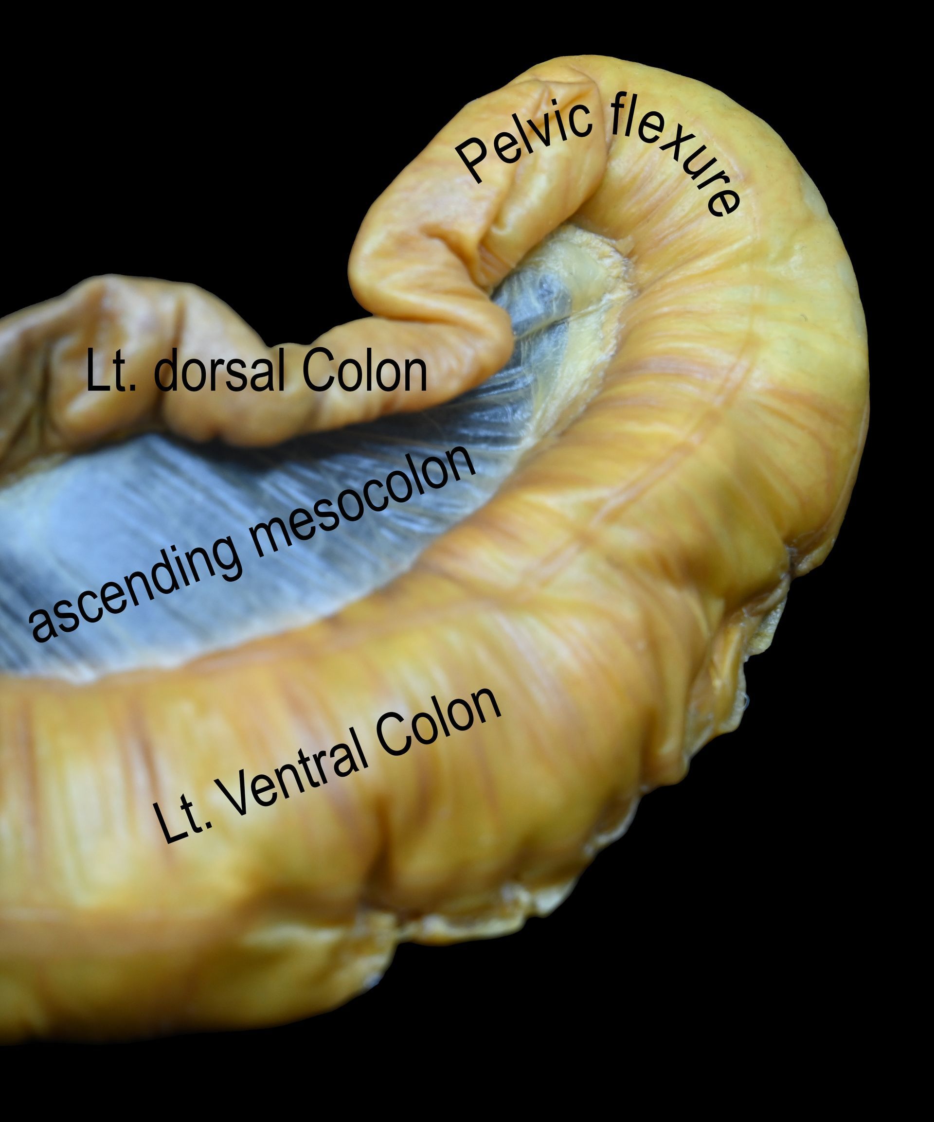 Plastinated equine intestine