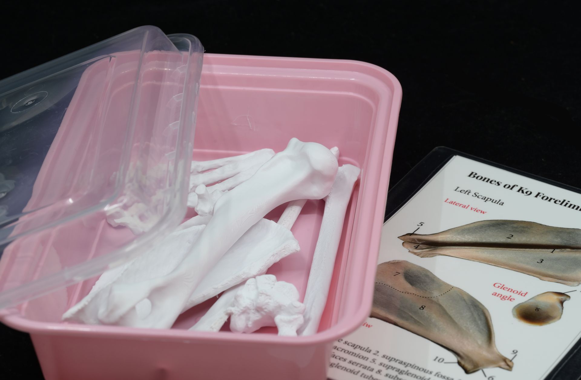 3D-Printed Canine Forelimb Study Kit