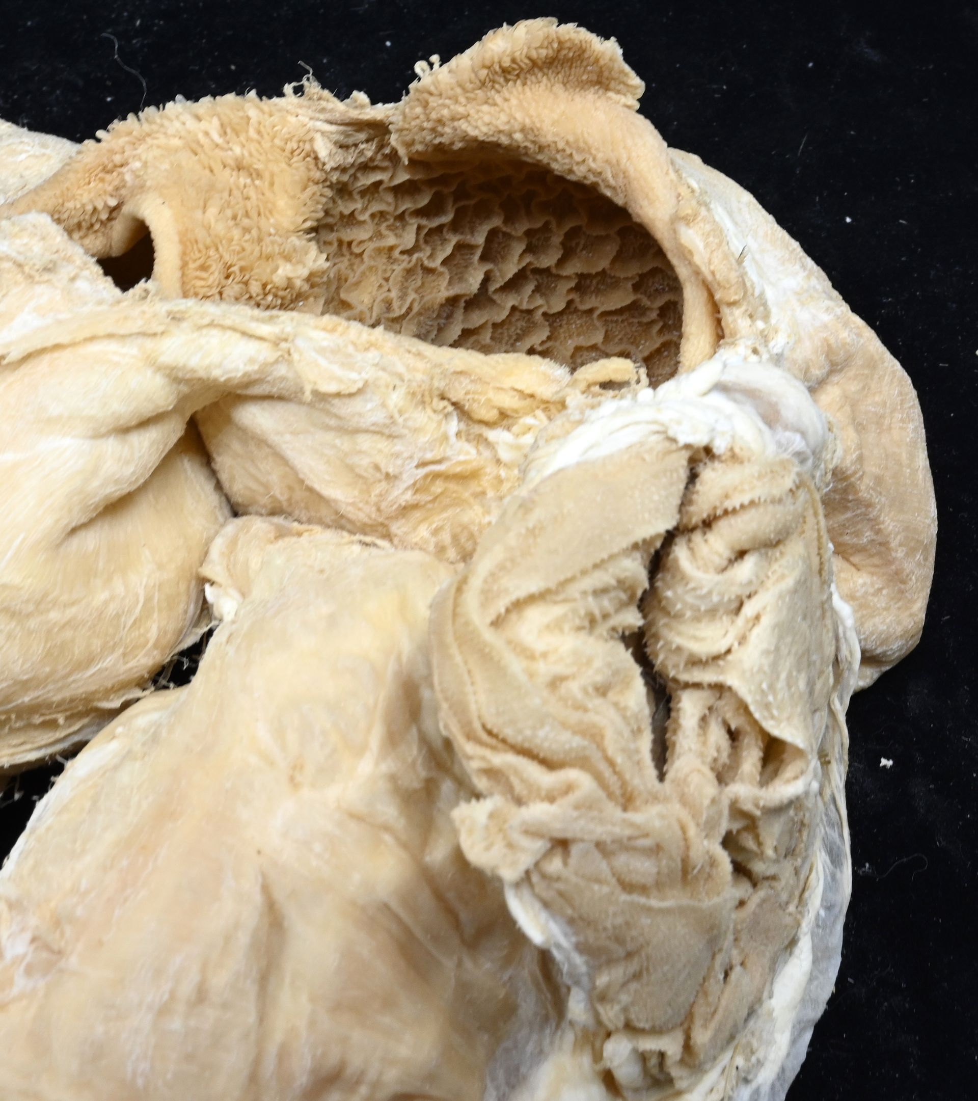 Plastinated Stomach Model of Small Ruminants
