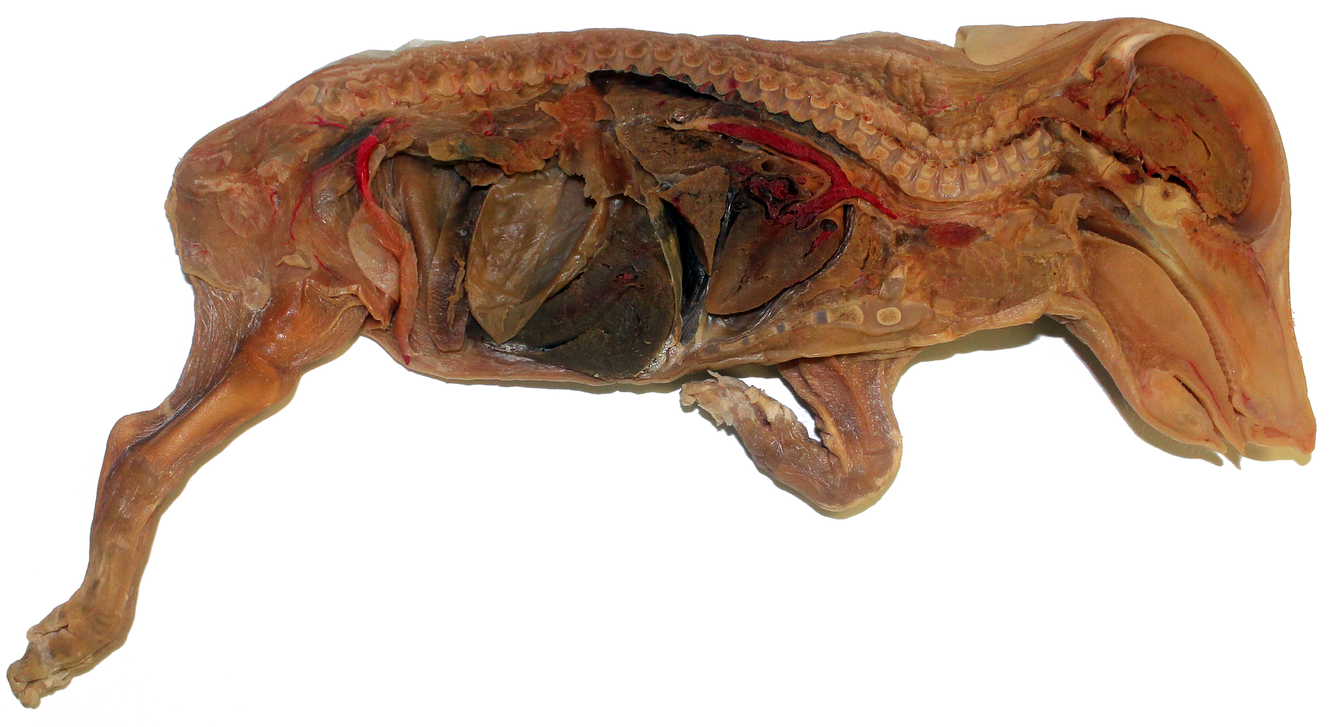 Fetal Pig E-Plastinated model