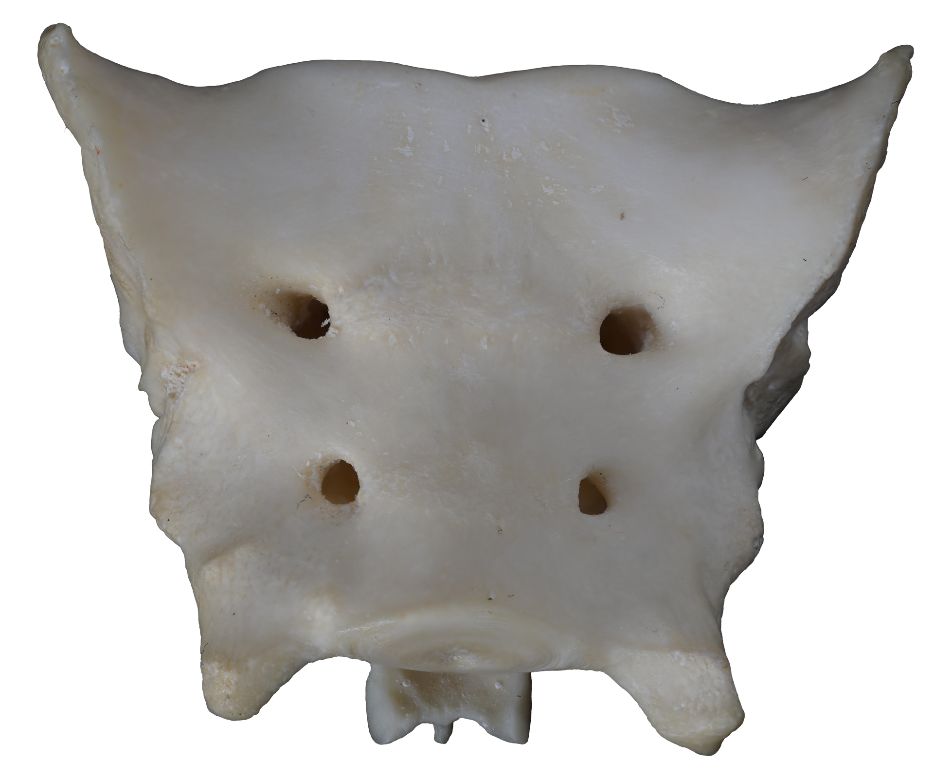 Canine Pelvic Limb Bone Box