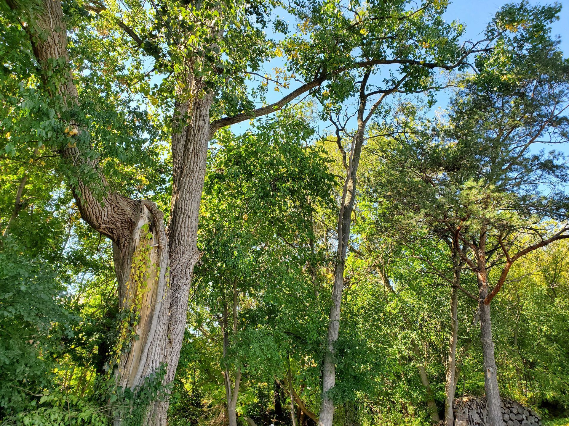 Tree removal service in Troy Michigan by White Creek