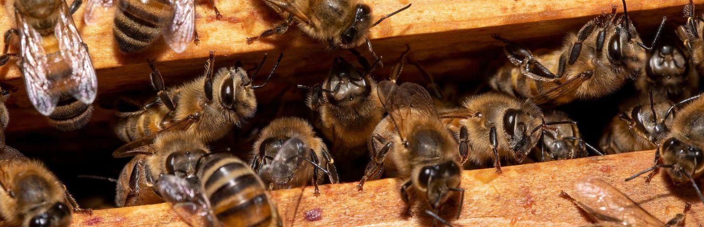 A close up of a group of bees on a honeycomb.