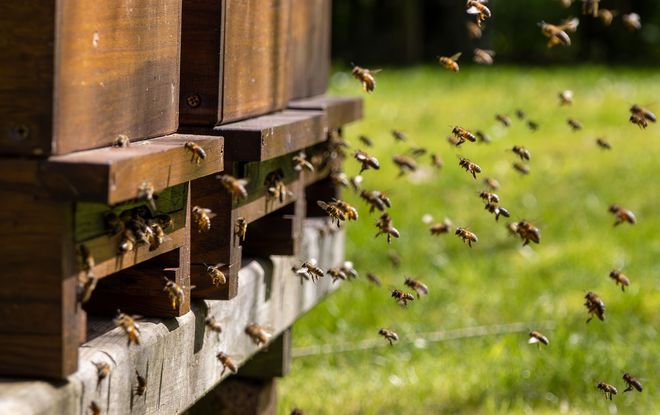 A flock of bees are flying around a beehive.