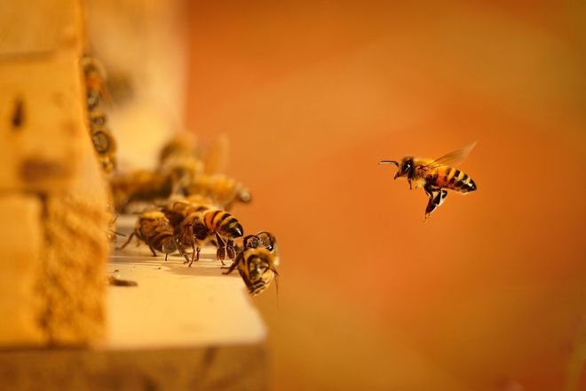 A group of bees are flying around a beehive.