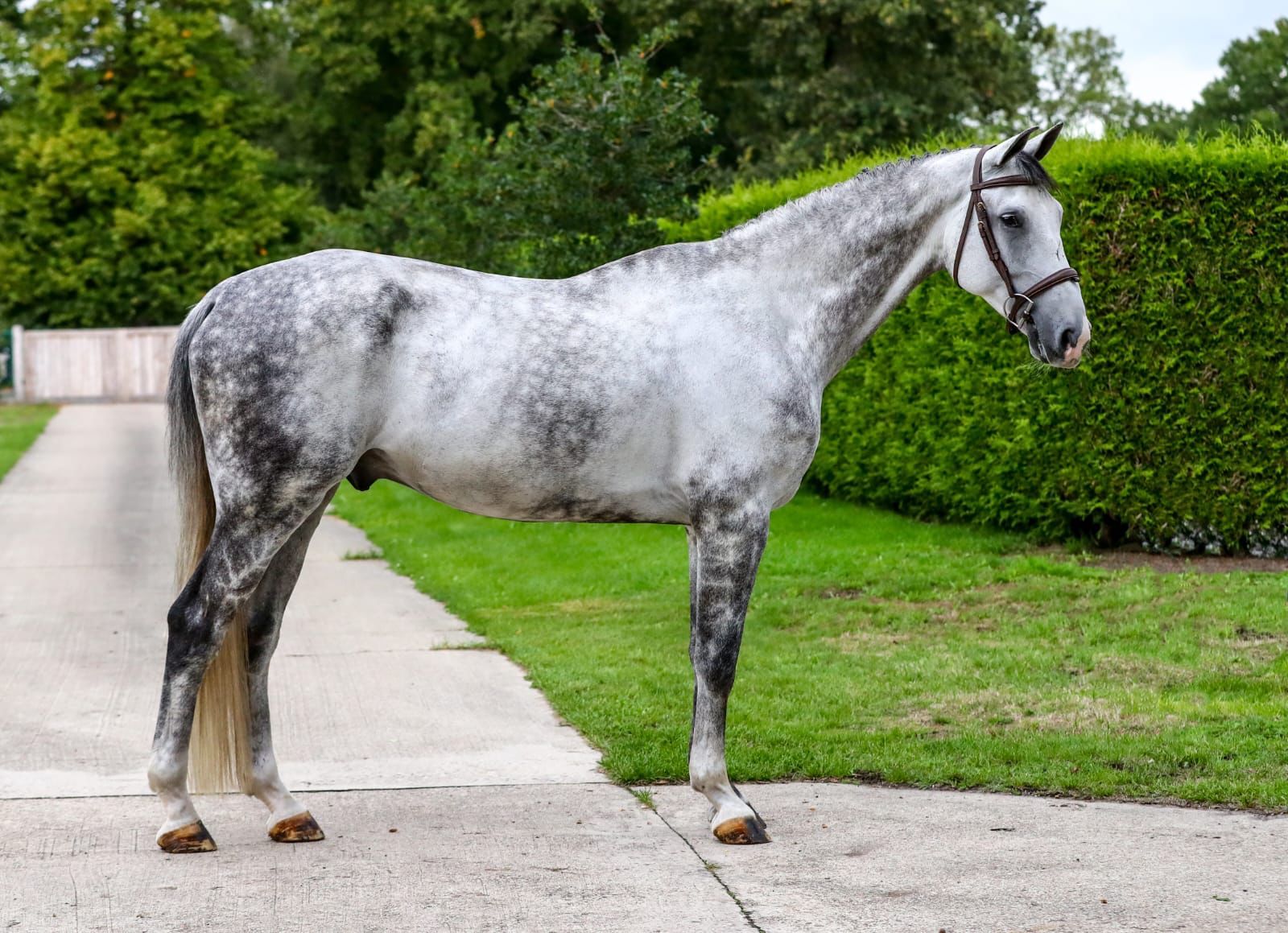 EUROPEAN SPORT HORSE IMPORTS