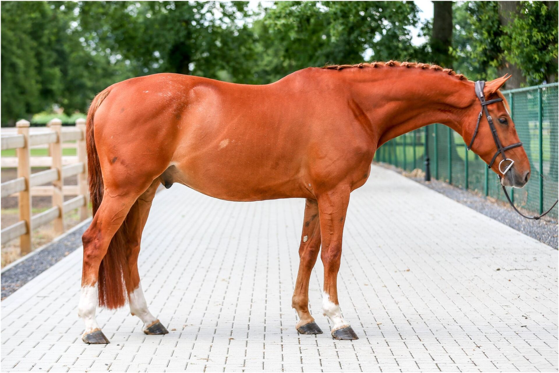 EUROPEAN SPORT HORSE IMPORTS