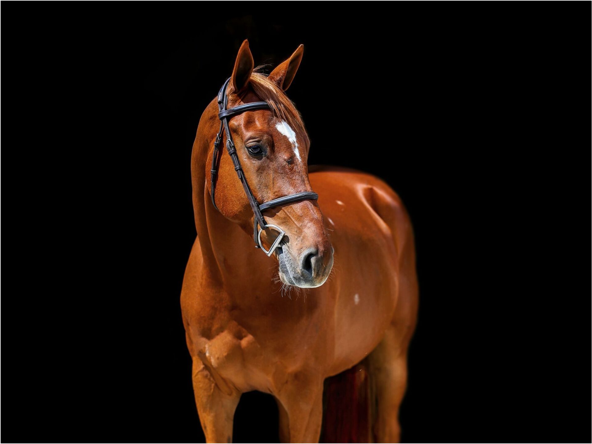 EUROPEAN SPORT HORSE IMPORTS