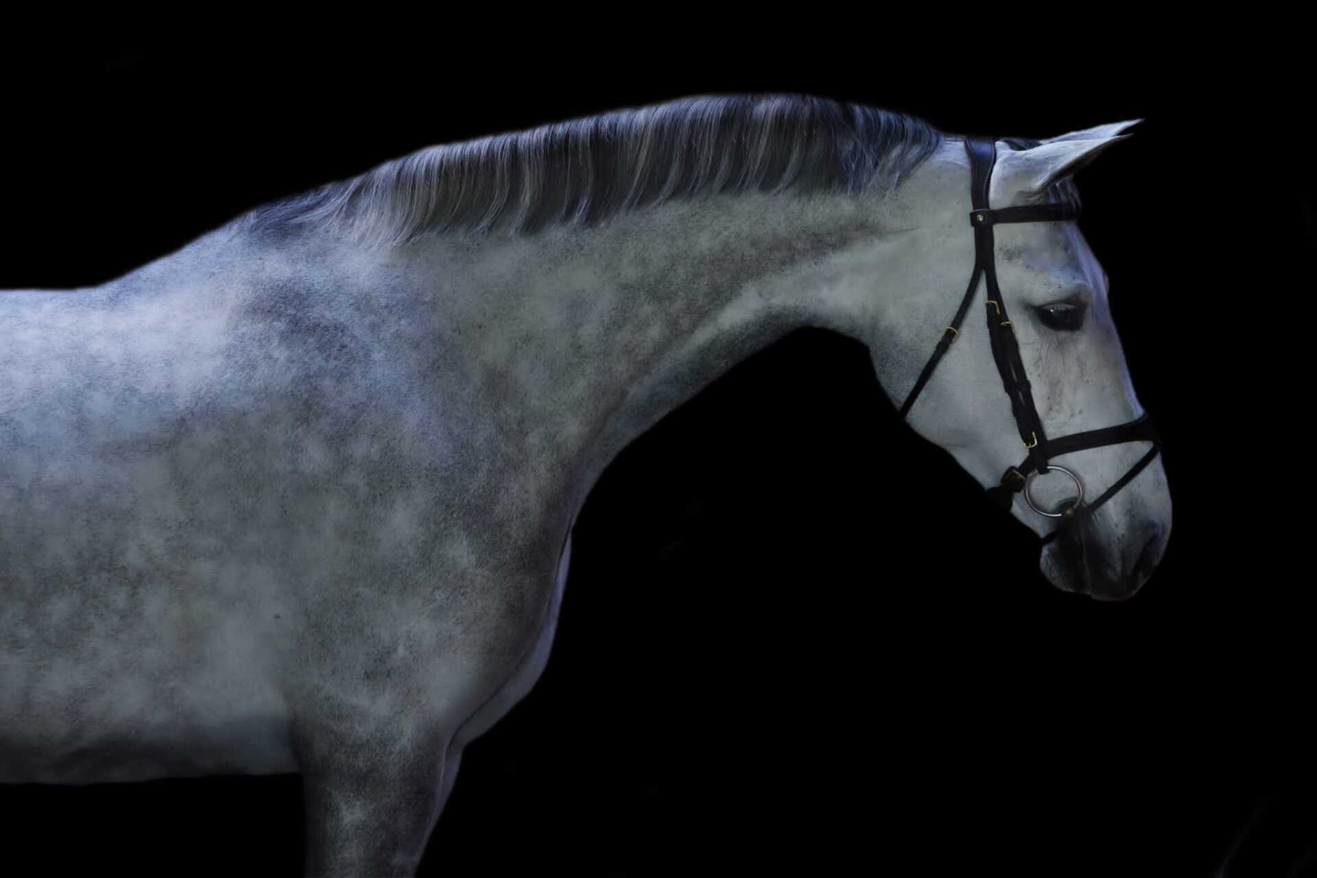 EUROPEAN SPORT HORSE IMPORTS