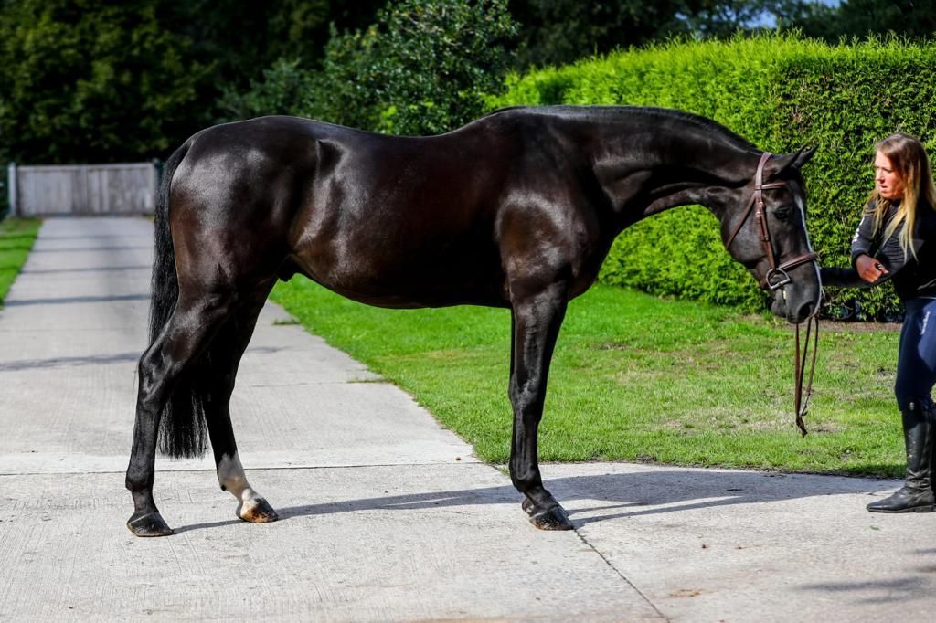 EUROPEAN SPORT HORSE IMPORTS