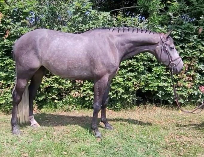 EUROPEAN SPORT HORSE IMPORTS