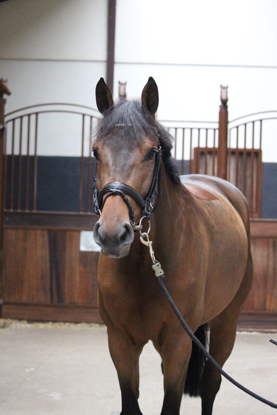 EUROPEAN SPORT HORSE IMPORTS