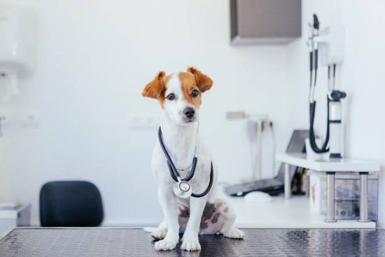 un cane con lo stetoscopio