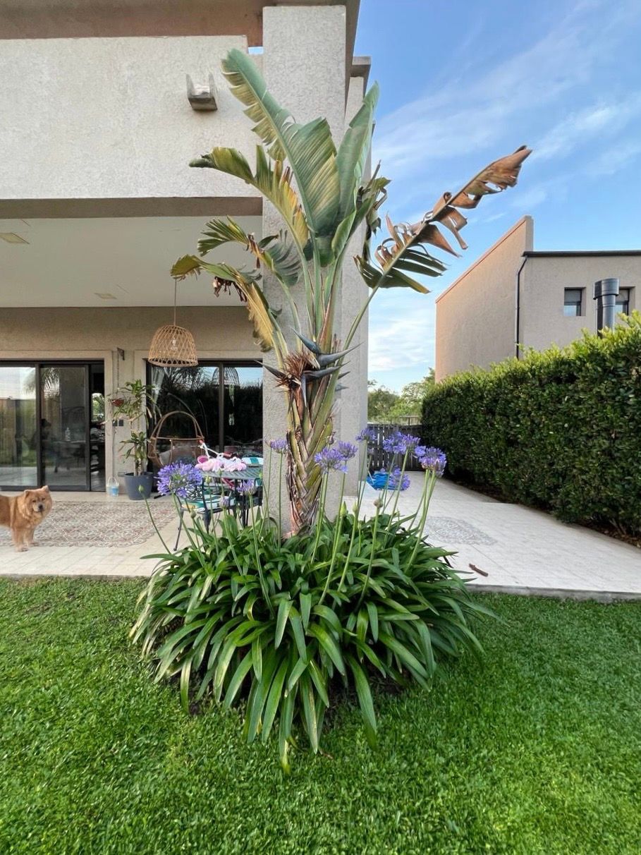 Un árbol de ave del paraíso con flores azules y exuberante follaje verde frente a una casa.