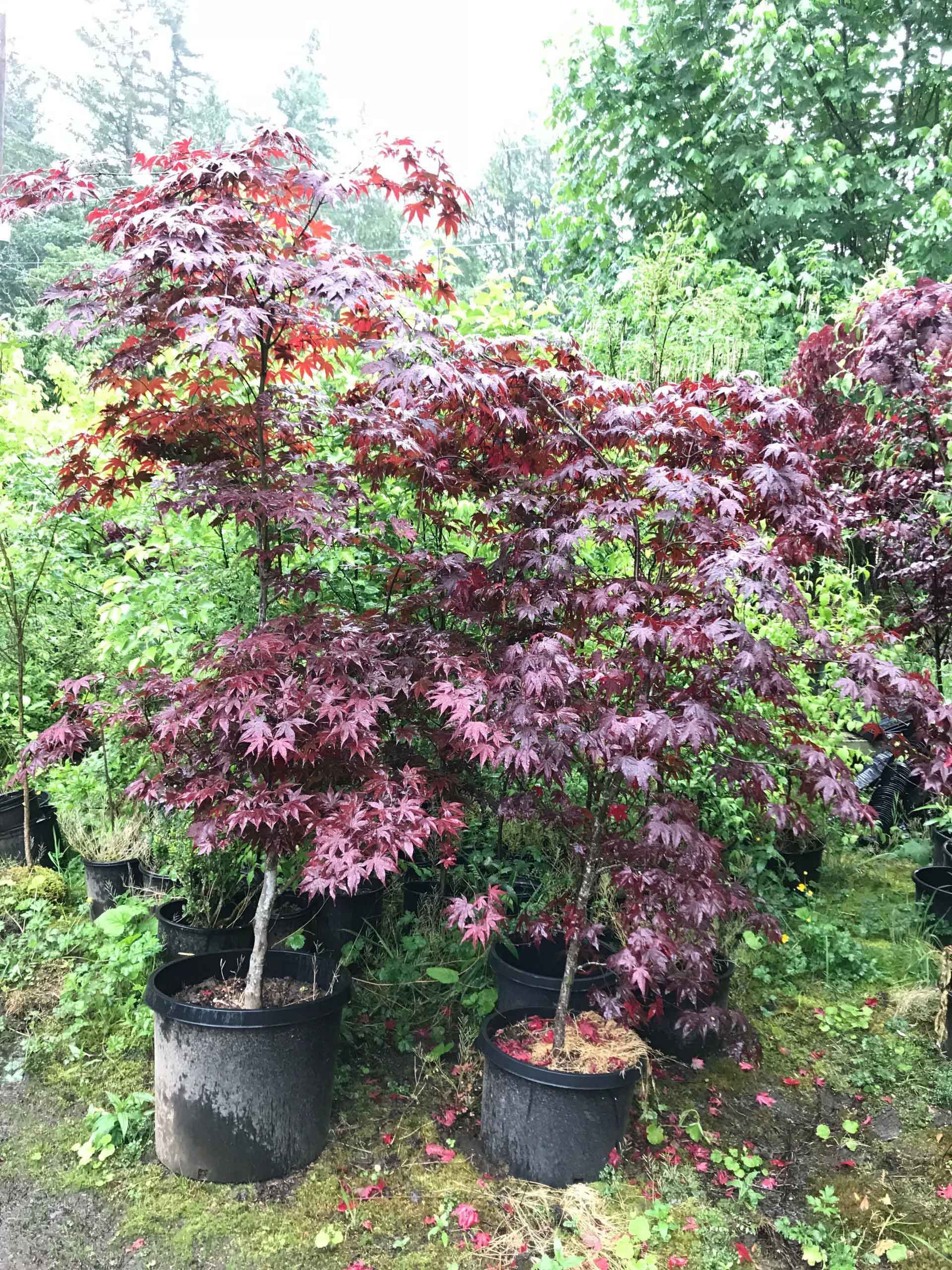 Bloodgood Japanese Maple Tree — Lake Stevens, WA — Green Giant Nursery