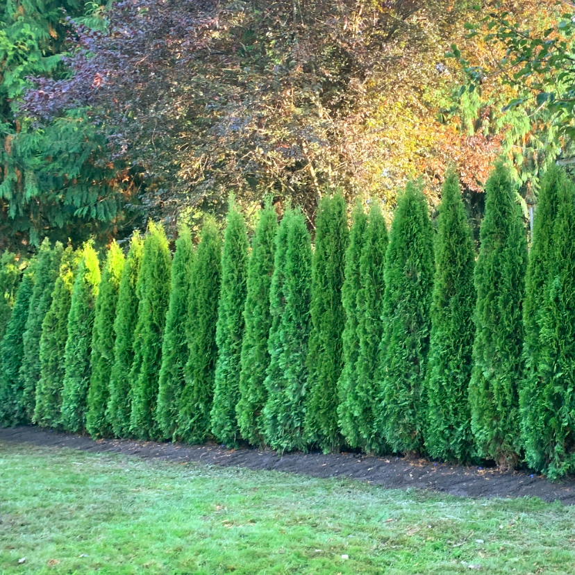 Emerald Green Arborvitae Tree — Lake Stevens, WA — Green Giant Nursery