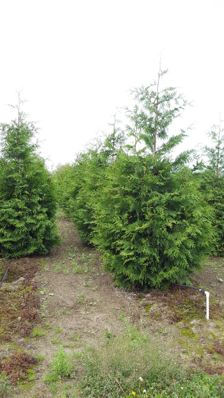 Excelsa Cedar Tree — Lake Stevens, WA — Green Giant Nursery