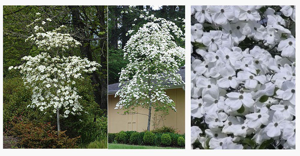 Eddies White Wonder Dogwood Tree — Lake Stevens, WA — Green Giant Nursery