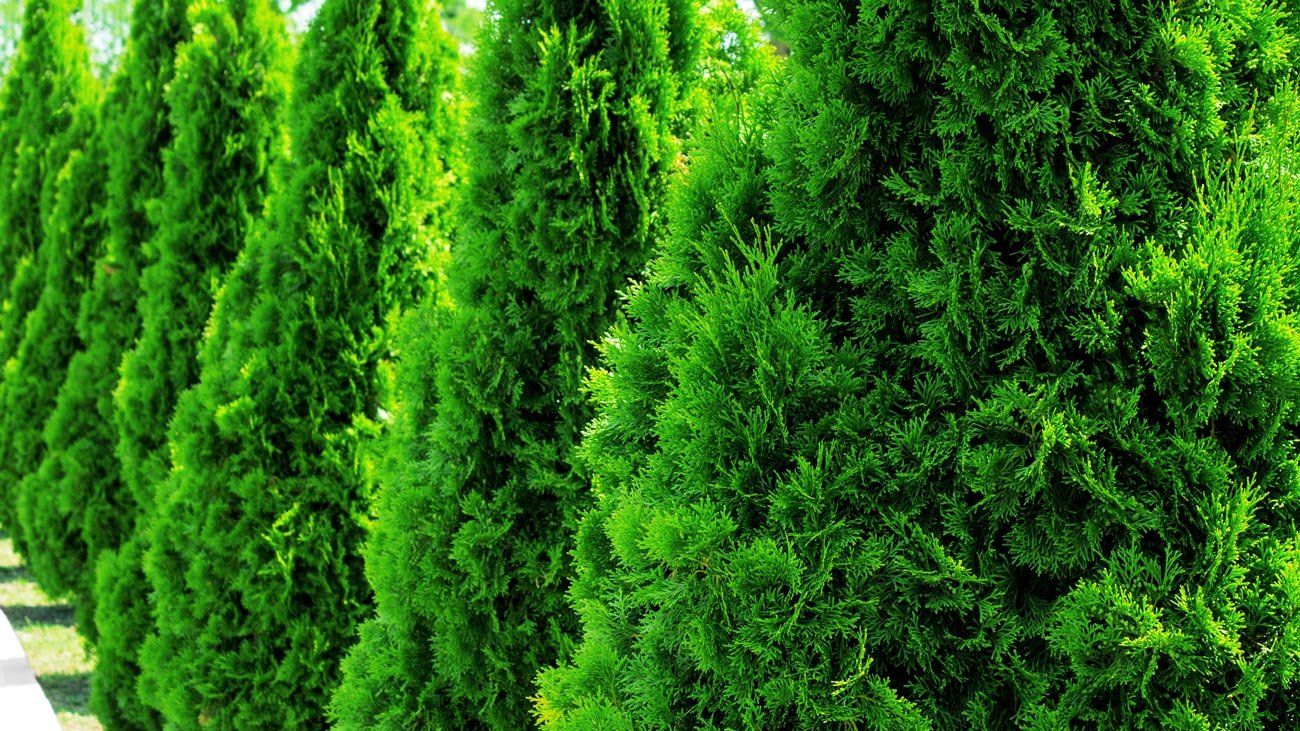 Seattle Nursery — Hedges Plants in Lake Stevens, WA