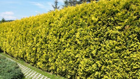 Tree Installation — Hedges Wall in Lake Stevens, WA