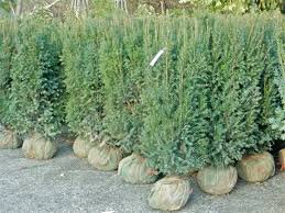 Excelsa Cedar Trees | Green Giant Nursery Everett, WA | Privacy Tree ...