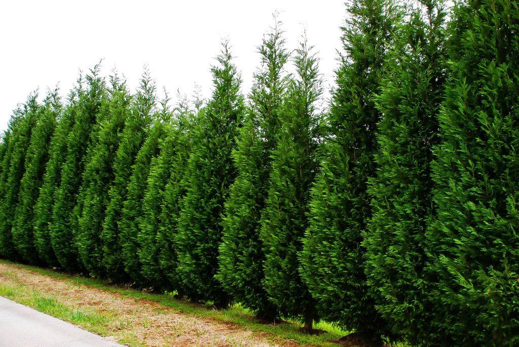 Leyland Cypress Tree — Lake Stevens, WA — Green Giant Nursery