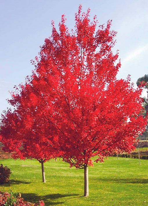 October Glory Maple Tree — Lake Stevens, WA — Green Giant Nursery