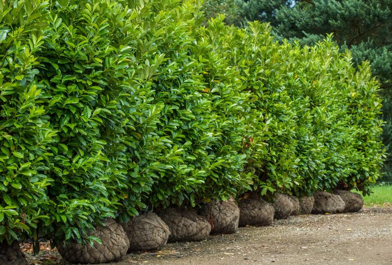 English Laurel Trees Green Giant Nursery Everett WA Privacy Tree 